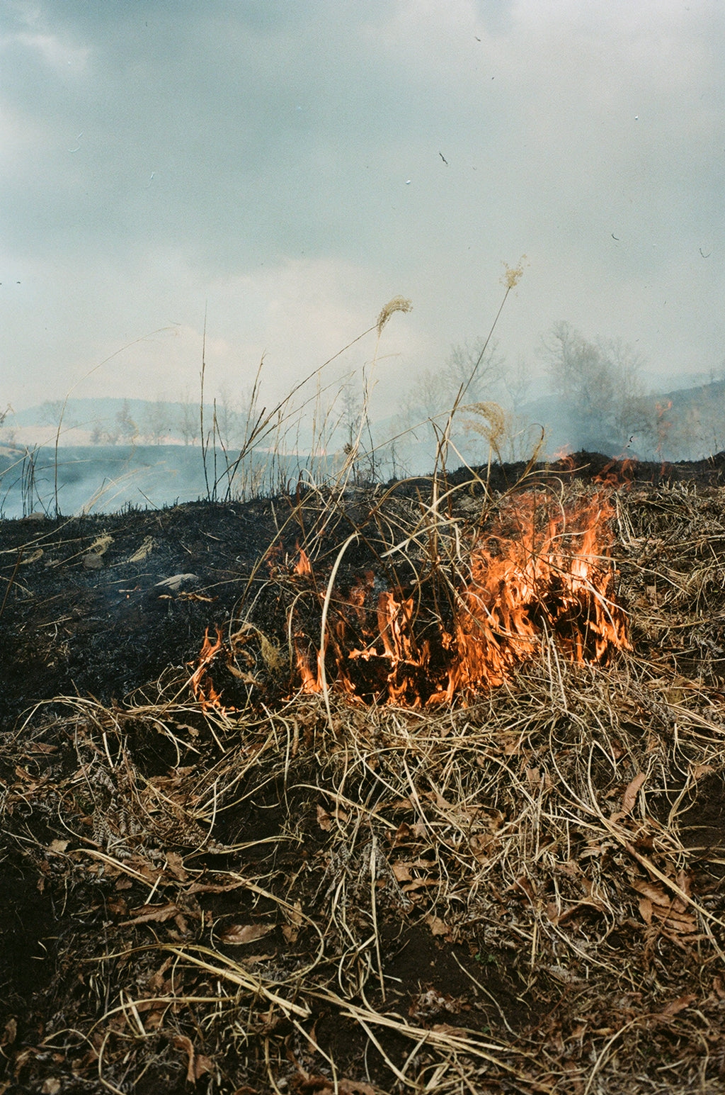Noyaki Seasonal burning  on the Mt. Aso