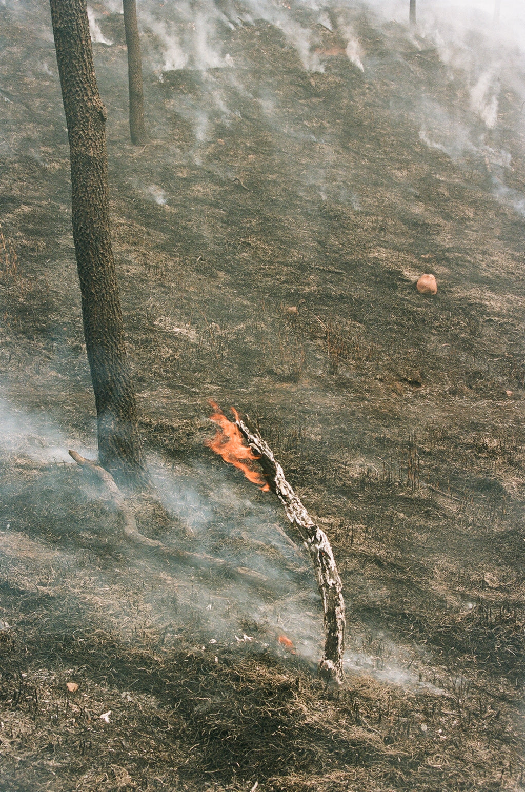 Noyaki Seasonal burning  on the Mt. Aso Noyaki Seasonal burning  on the Mt. Aso Noyaki Seasonal burning  on the Mt. Aso Noyaki Seasonal burning  on the Mt. Aso