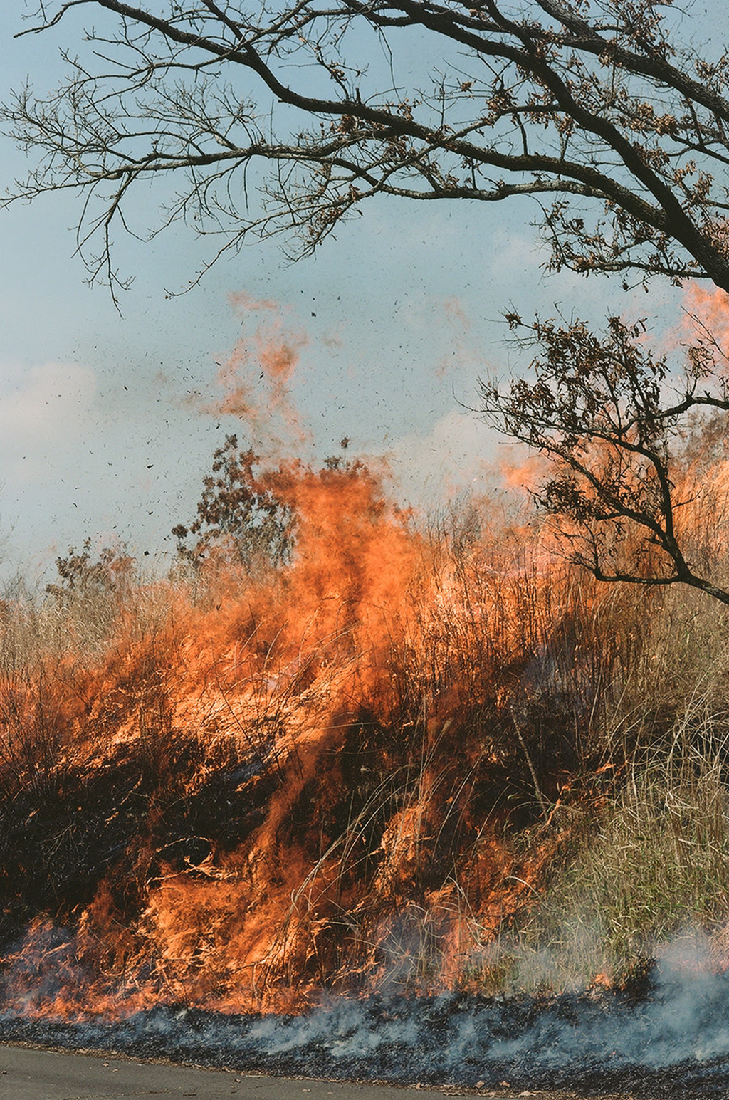 Noyaki Seasonal burning  on the Mt. Aso Noyaki Seasonal burning  on the Mt. Aso Noyaki Seasonal burning  on the Mt. Aso Noyaki Seasonal burning  on the Mt. Aso Noyaki Seasonal burning  on the Mt. Aso
