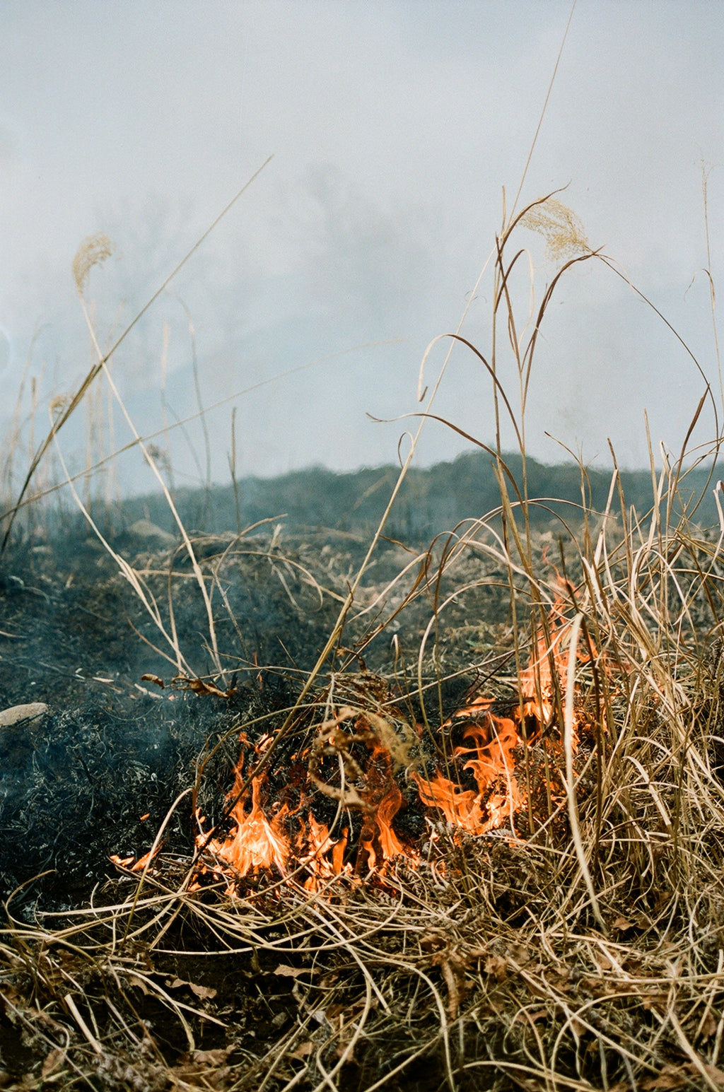  Noyaki Seasonal burning  on the Mt. Aso Noyaki Seasonal burning  on the Mt. Aso