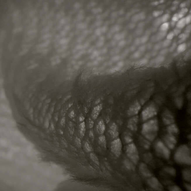 Polartec® Alpha Direct